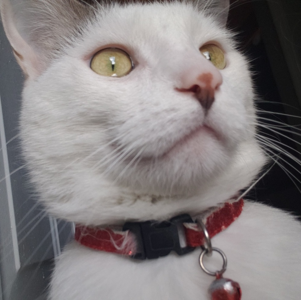 Meet your Posher, Chronos